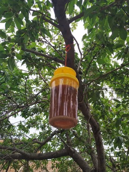 Trappola per bottiglie per mosche della frutta, in plastica, da appendere all'aperto, per il controllo delle mosche, per il giardino